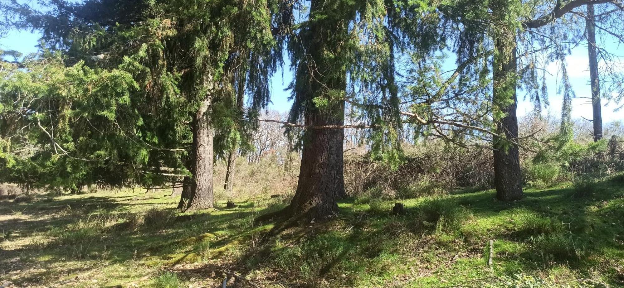 Hotel Eco Ceiba Busque Zewnętrze zdjęcie